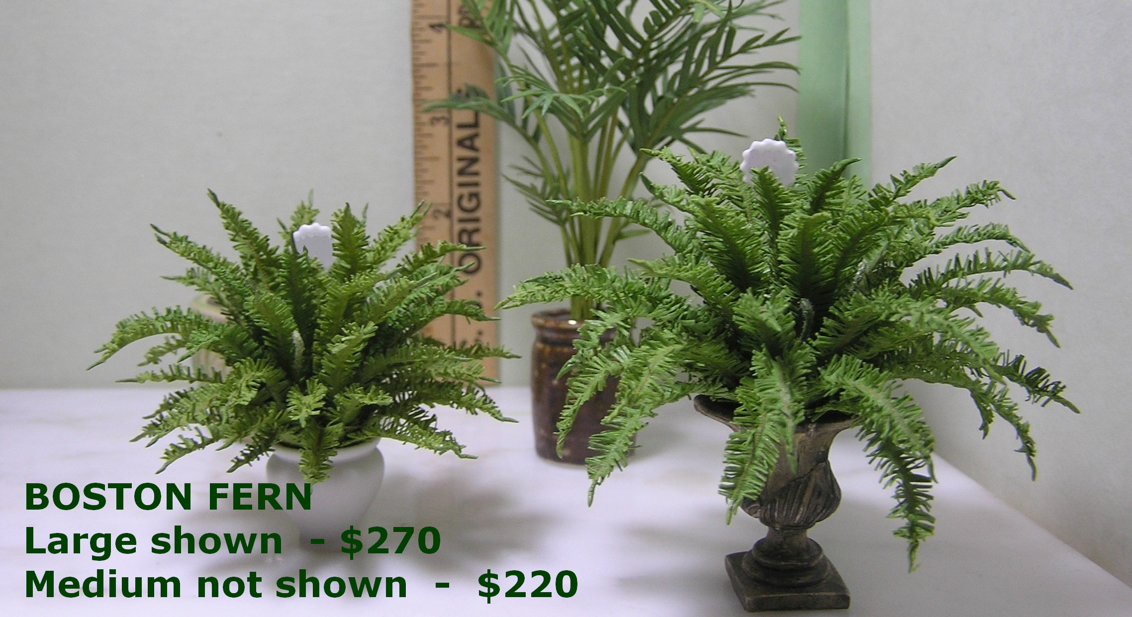 Ferns - Large examples