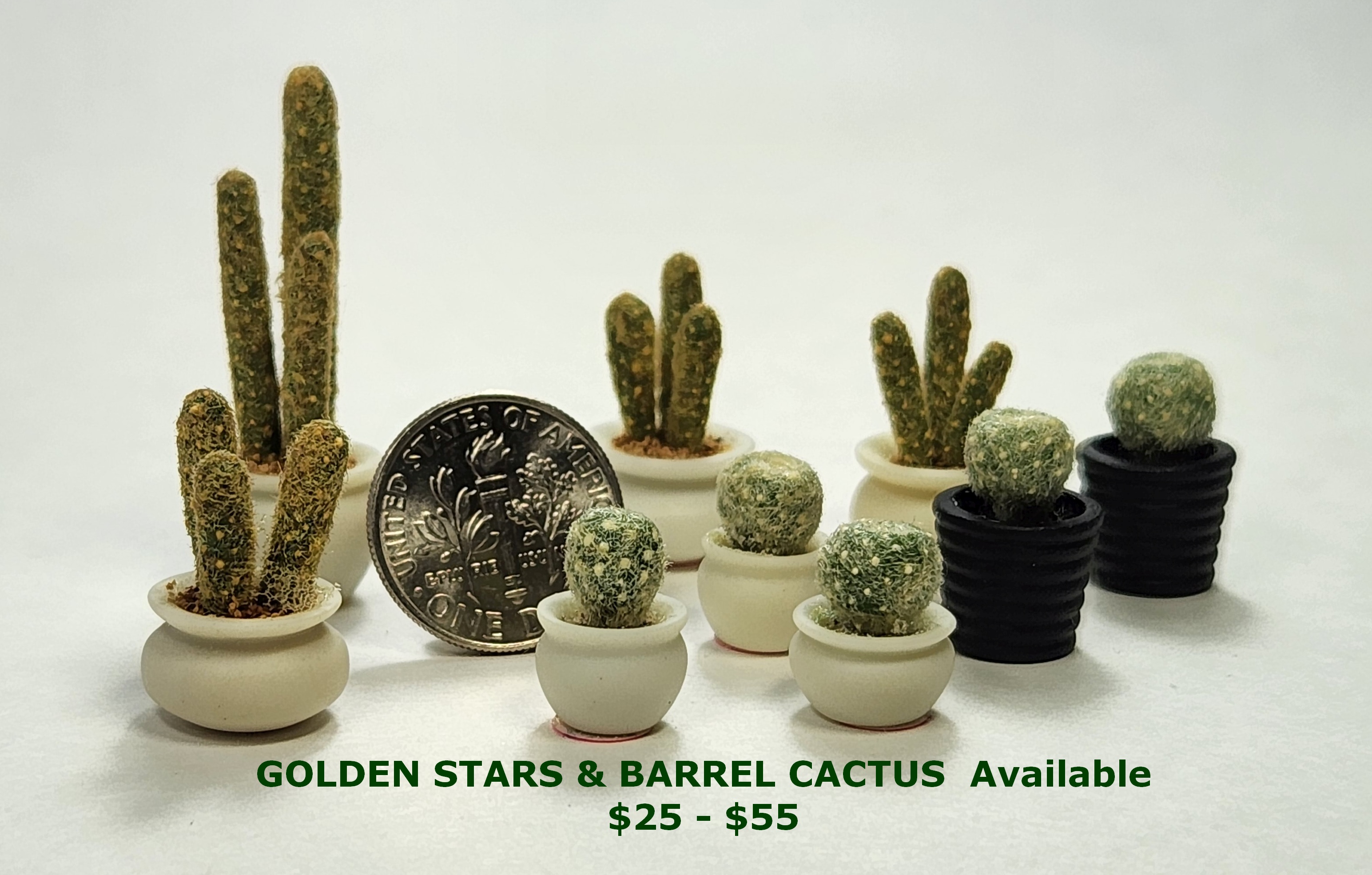 Golden Stars & Barrel Cactus