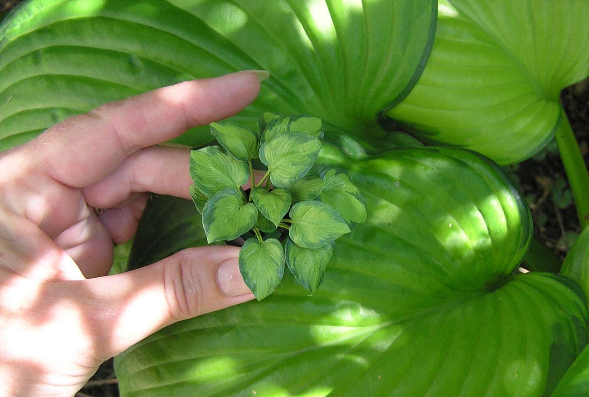 Hosta Guacamole on live plant
