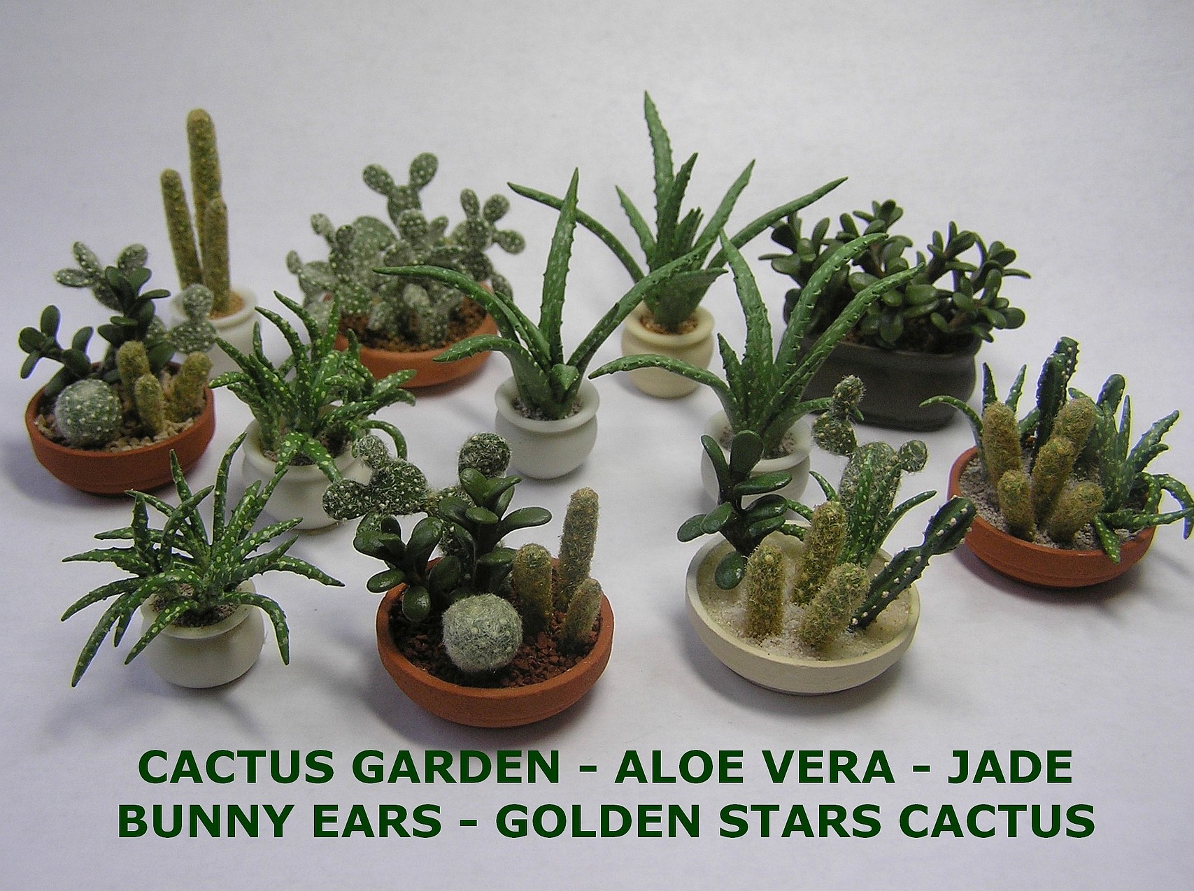 Cactus Selection